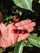 [Green Bean] Anook Coffee 4kg (210-88-02544)