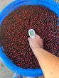 [Green Bean] Panama Santa Elena Catuai Natural Sola Greenhouse Slow Dry